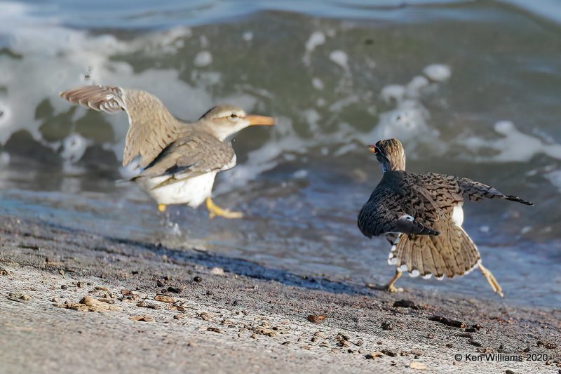 Spotted Sandpiper, Tulsa Co, OK, 4-25-20, Jps_52951.jpg