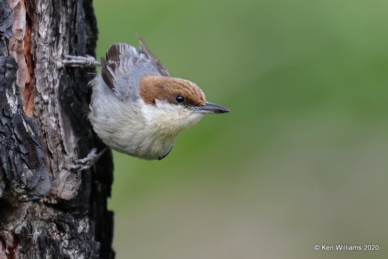 Brown-headed Nuthatch, Atoka Co, OK, 5-5-20, Jps_53633.jpg