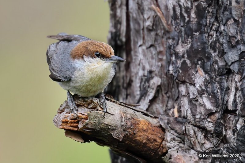 Brown-headed Nuthatch, Atoka Co, OK, 5-5-20, Jps_53662.jpg