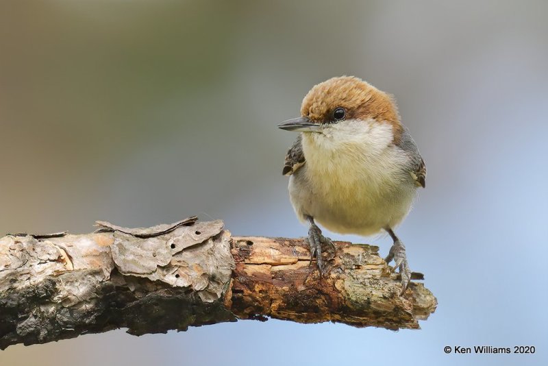 Brown-headed Nuthatch, Atoka Co, OK, 5-5-20, Jps_53685.jpg