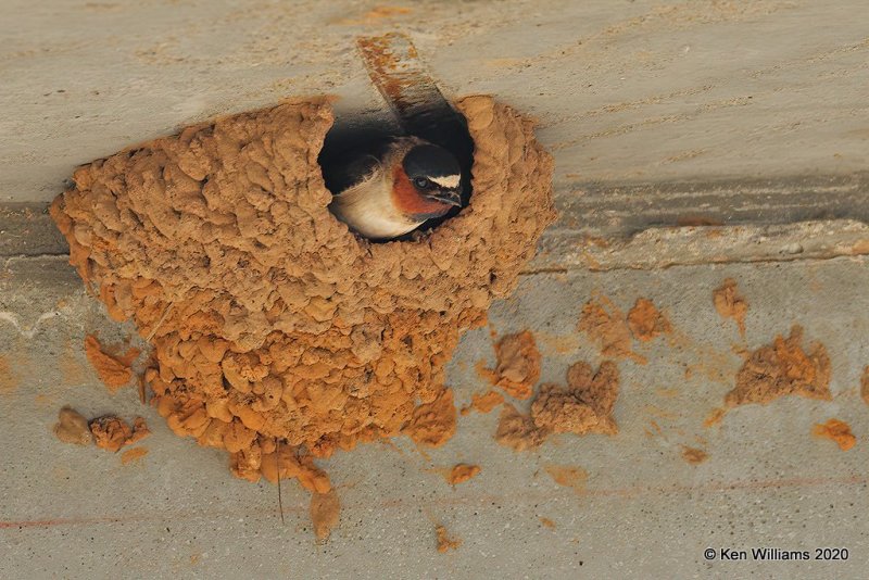 Cliff Swallow, Alfalfa Co, OK, 5-9-20, Jps_56091.jpg