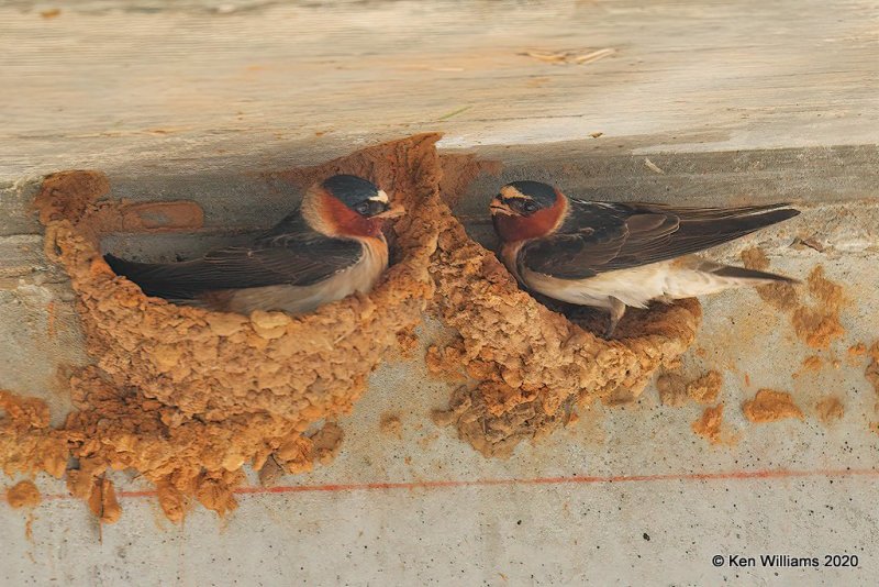 Cliff Swallow, Alfalfa Co, OK, 5-9-20, Jps_56098.jpg