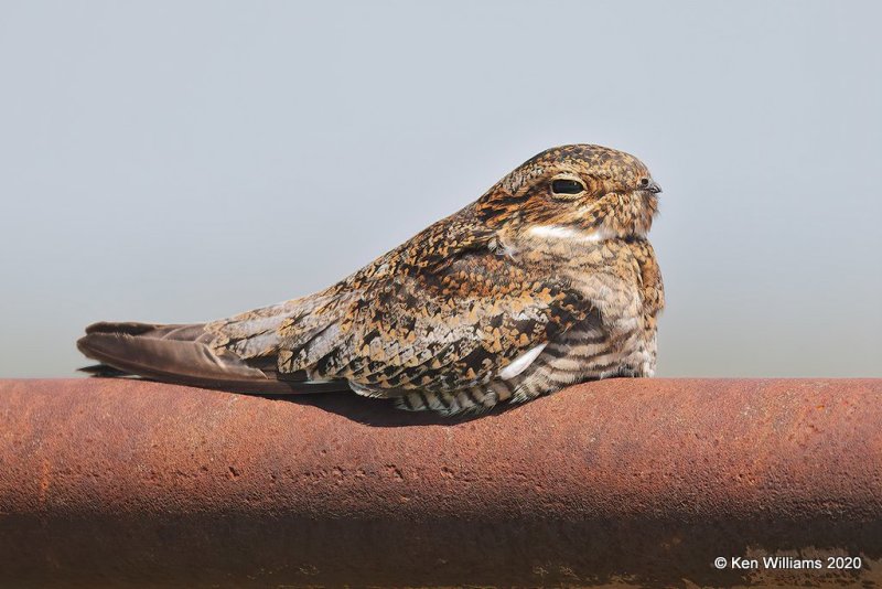 Common Nighthawk, Garfield Co, OK, 5-9-20, Jps_55958.jpg