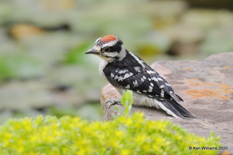 Downy Woodpecker male fledgling, Rogers Co yard, OK, 5-7-20, Jps_54283.jpg