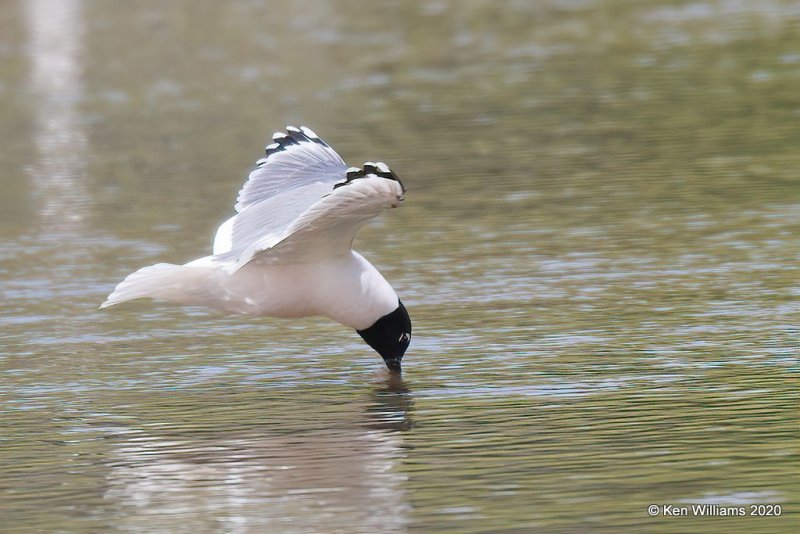 Franklin's Gull, Alfalfa Co, OK, 5-9-20, Jps_56130.jpg