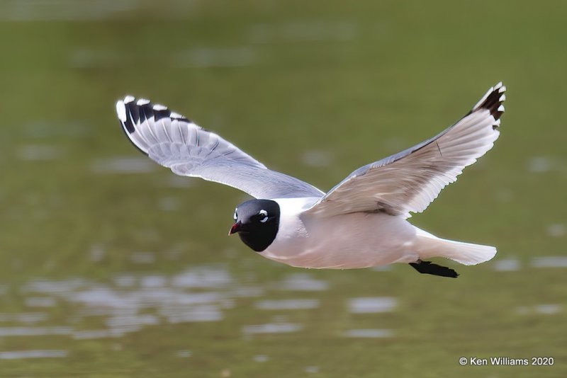 Franklin's Gull, Alfalfa Co, OK, 5-9-20, Jps_56189.jpg