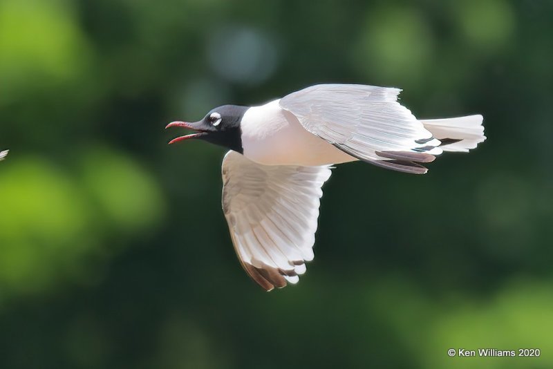 Franklin's Gull, Alfalfa Co, OK, 5-9-20, Jps_56199.jpg