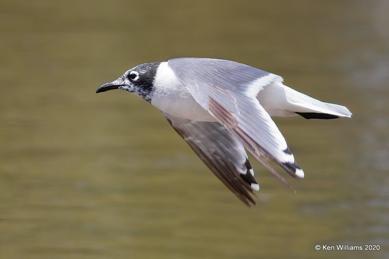 Franklin's Gull, non breeding adult, Alfalfa Co, OK, 5-9-20, Jps_56180.jpg