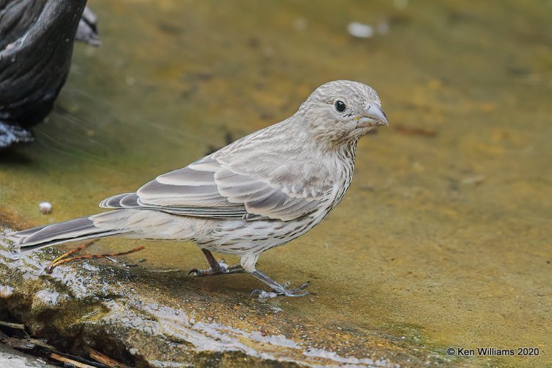 House Finch female, Rogers Co yard, OK, 5-7-20, Jps_54351.jpg