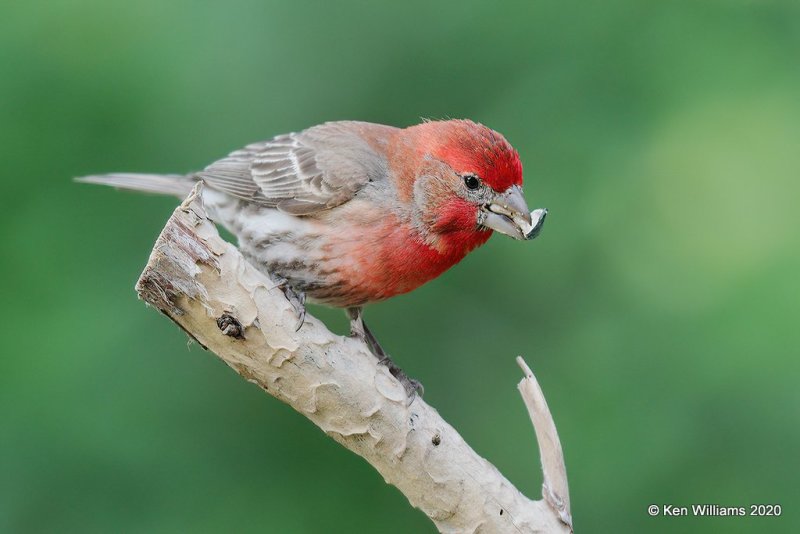 House Finch male, Rogers Co yard, OK, 5-7-20, Jpa_54243.jpg