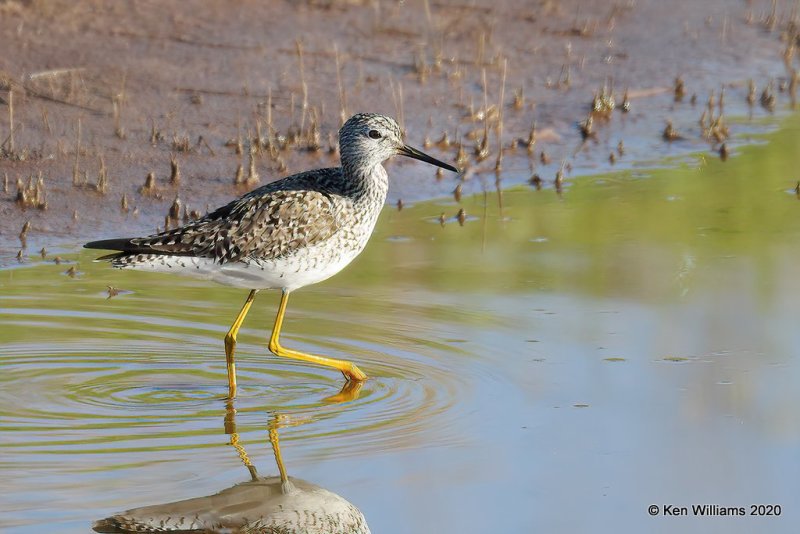 Lesser Yellowlegs, Garfield Co, OK, 5-9-20, Jps_55584.jpg