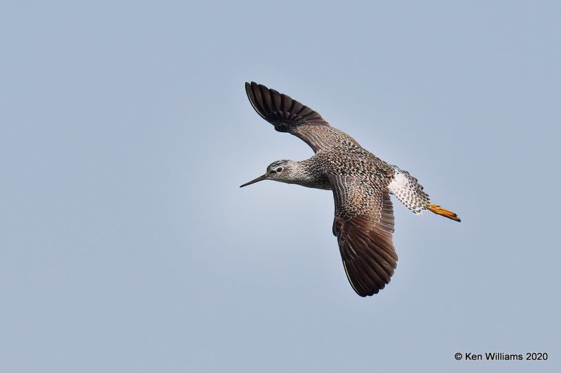 Lesser Yellowlegs, Garfield Co, OK, 5-9-20, Jps_55775.jpg