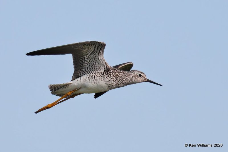 Lesser Yellowlegs, Garfield Co, OK, 5-9-20, Jps_55778.jpg