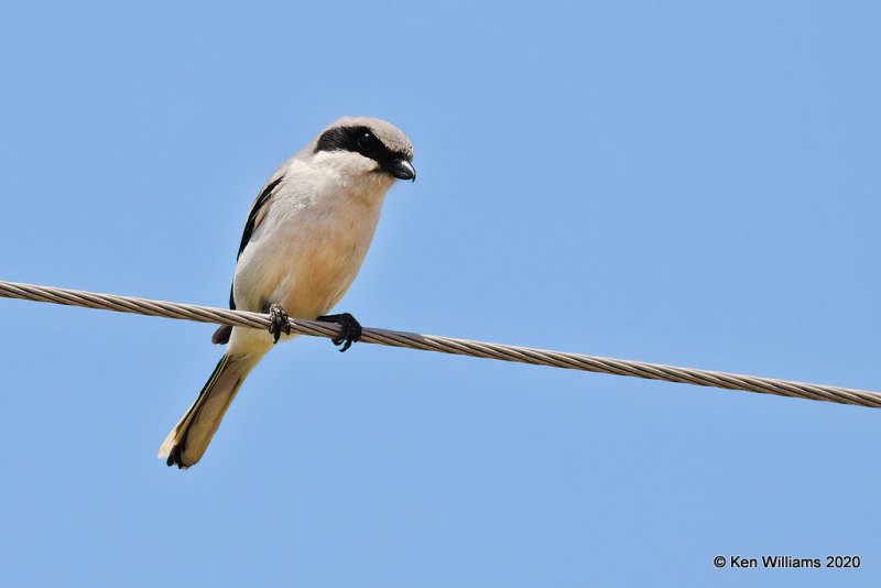 Loggerhead Shrike, Garfield Co, OK, 5-9-20, Jps_56020.jpg