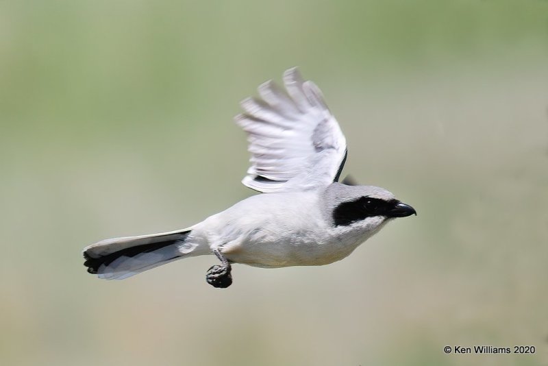 Loggerhead Shrike, Garfield Co, OK, 5-9-20, Jps_56039.jpg