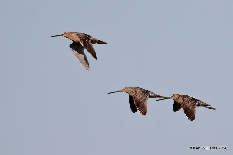 Long-billed Dowitchers, Garfield Co, OK, 5-9-20, Jps_55837.jpg