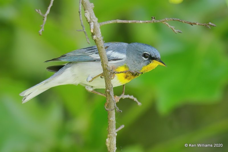 Northern Parula male, Okmulgee Co, OK, 5-5-20, Jps_54034.jpg