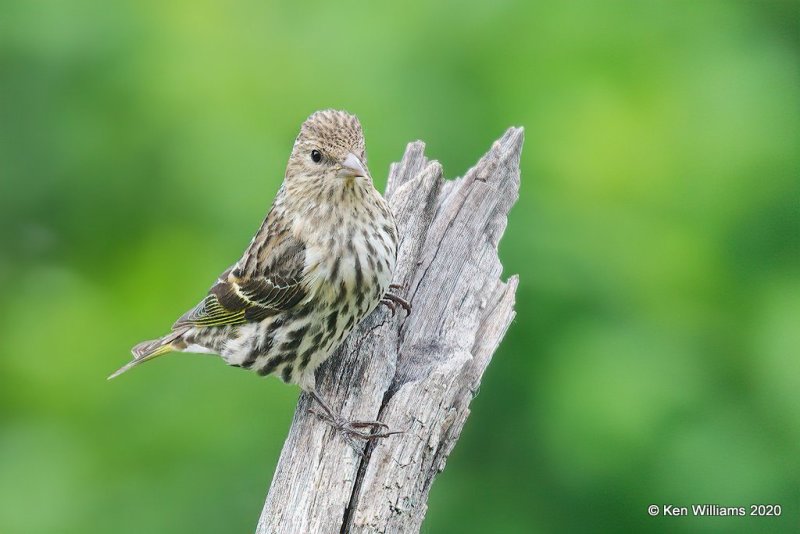 Pine Siskin, Rogers Co yard, OK, 5-7-20, Jps_54320.jpg