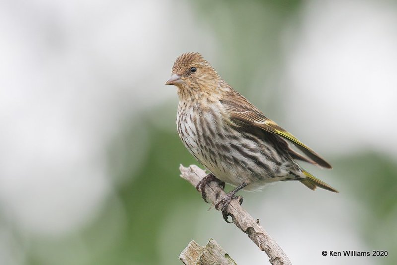 Pine Siskin, Rogers Co yard, OK, 5-7-20, Jps_54338.jpg