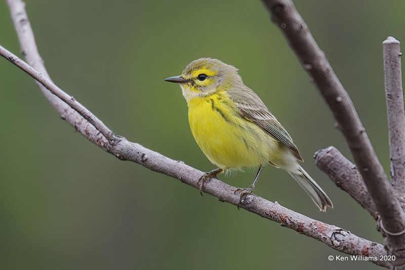 Prairie Warbler female, Atoka Co, OK, 5-5-20, Jps_53760.jpg