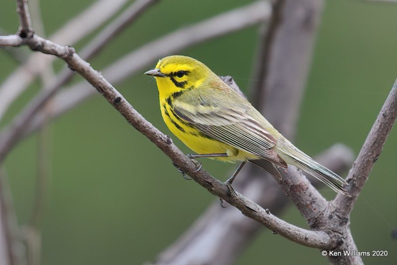 Prairie Warbler male, Atoka Co, OK, 5-5-20, Jps_53720.jpg