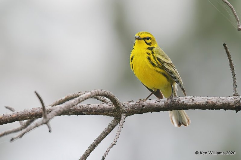 Prairie Warbler male, Atoka Co, OK, 5-5-20, Jps_53777.jpg