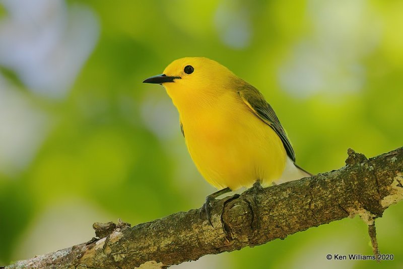 Prothonotary Warbler male, Nowata Co, OK, 5-6-20, Jps_54104.jpg