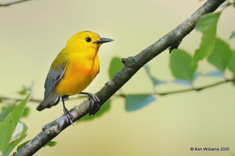 Prothonotary Warbler male, Okmulgee Co, OK, 5-5-20, Jpa_53905.jpg