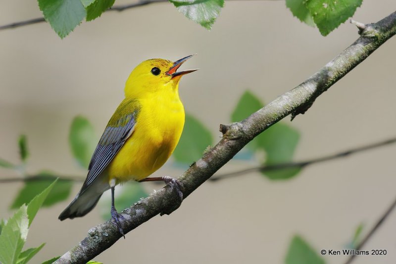 Prothonotary Warbler male, Okmulgee Co, OK, 5-5-20, Jps_53939.jpg