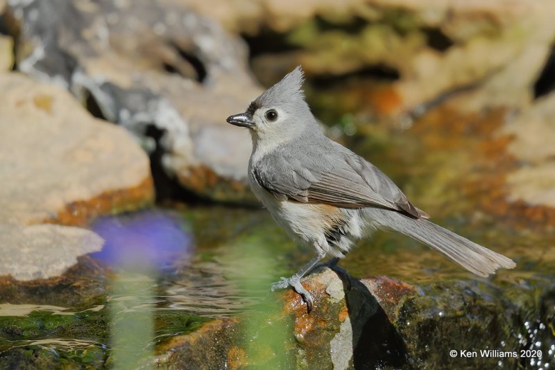 Tufted Titmouse, Rogers Co yard, OK, 5-6-20, Jpa_54152.jpg