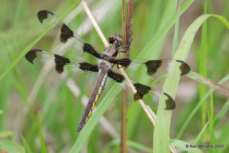 Twelve-spotted Skimmer female, Atoka Co, OK, 5-5-20, Jpa_53708.jpg