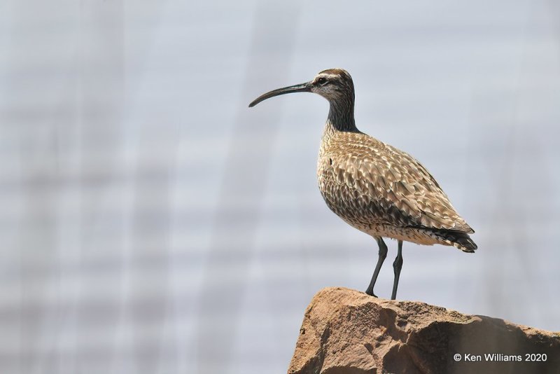 Whimbrel, Alfalfa Co, OK, 5-9-20, Jps_56249.jpg