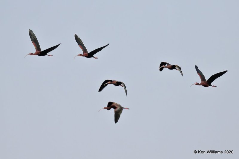 White-faced Ibis, Garfield Co, OK, 5-9-20, Jpa_55797.jpg