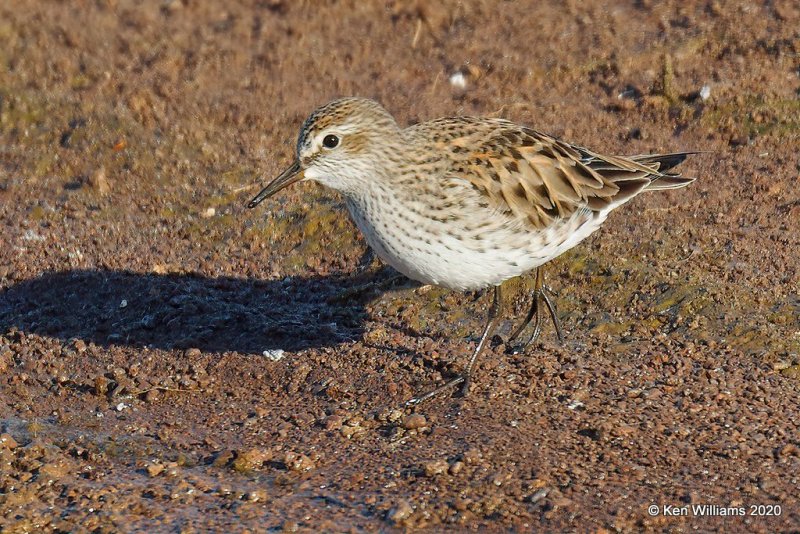 White-rumped Sandpiper, Garfield Co, OK, 5-9-20, Jps_55598.jpg