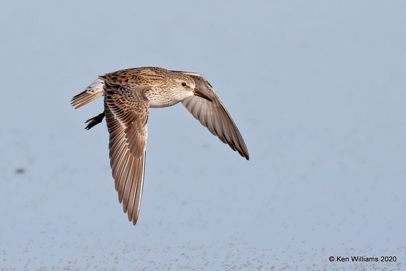 White-rumped Sandpiper, Garfield Co, OK, 5-9-20, Jps_55649.jpg