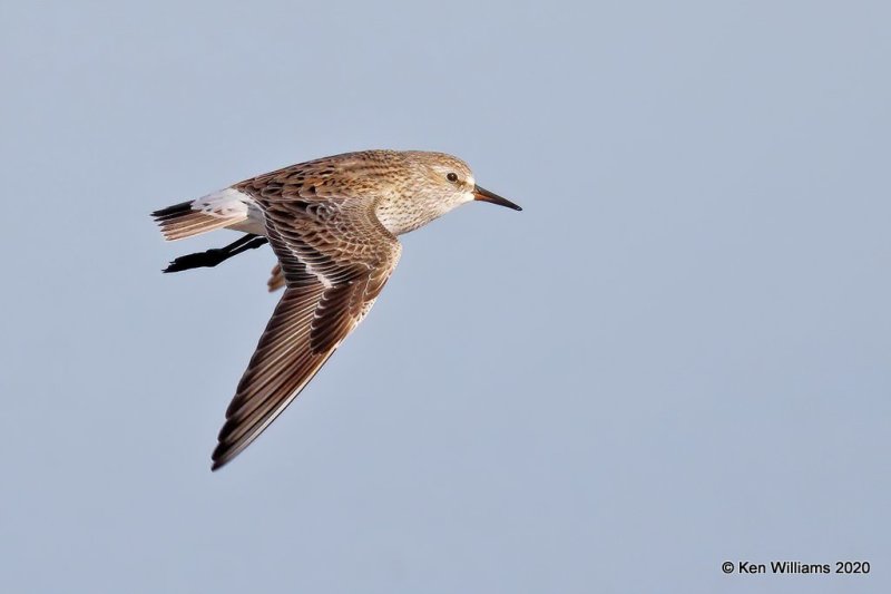 White-rumped Sandpiper, Garfield Co, OK, 5-9-20, Jps_55656.jpg