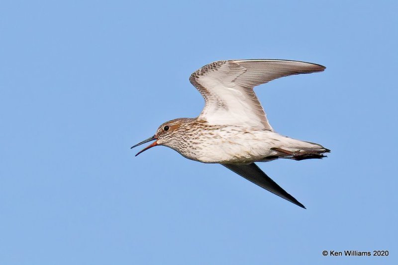 White-rumped Sandpiper, Garfield Co, OK, 5-9-20, Jps_55662.jpg