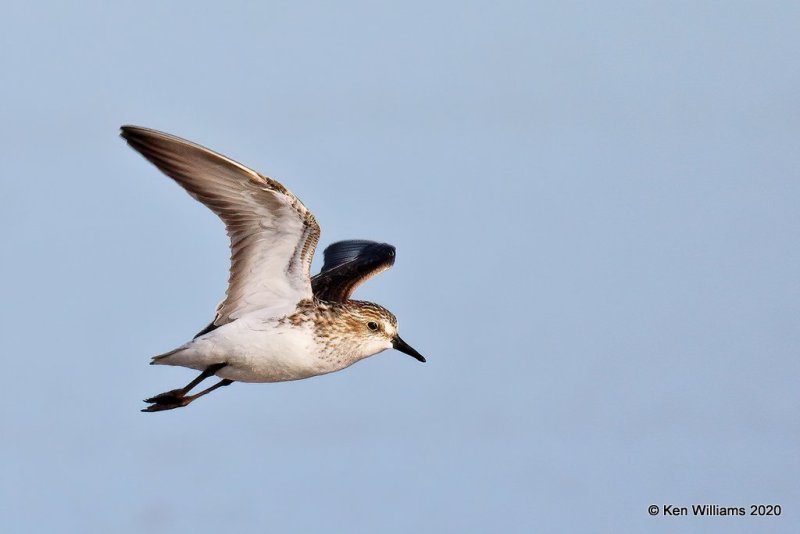 White-rumped Sandpiper, Garfield Co, OK, 5-9-20, Jps_55673.jpg