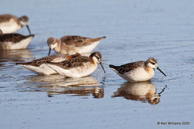 Wilson's Phalaropes, Garfield Co, OK, 5-9-20, Jps_55716.jpg