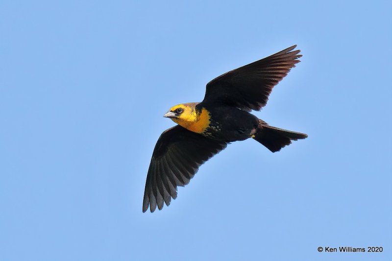 Yellow-headed Blackbird, 1st year male, Garfield Co, OK, 5-9-20, Jps_55821.jpg