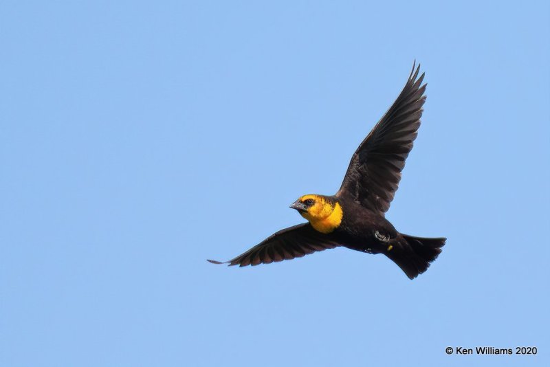 Yellow-headed Blackbird, 1st year male, Garfield Co, OK, 5-9-20, Jps_55868.jpg