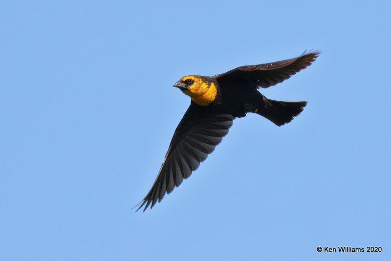 Yellow-headed Blackbird, 1st year male, Garfield Co, OK, 5-9-20, Jps_55869.jpg