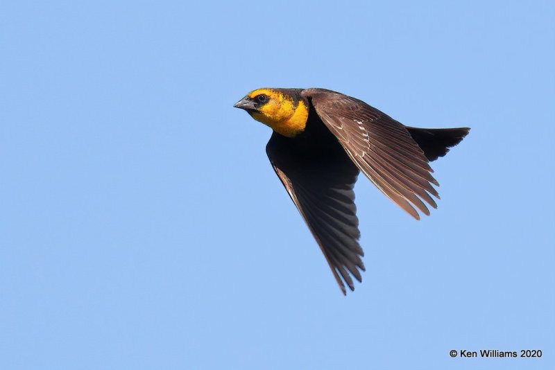 Yellow-headed Blackbird, 1st year male, Garfield Co, OK, 5-9-20, Jps_55870.jpg
