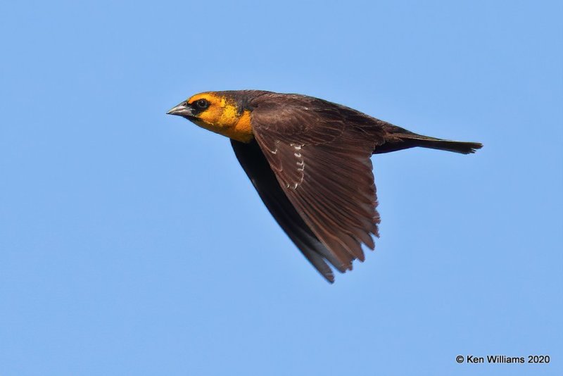 Yellow-headed Blackbird, 1st year male, Garfield Co, OK, 5-9-20, Jps_55872.jpg