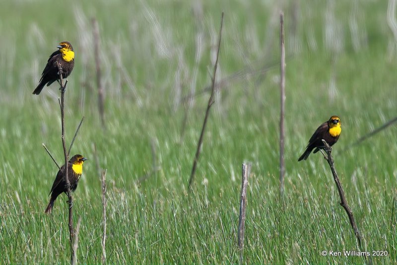 Yellow-headed Blackbirds, 1st year males, Garfield Co, OK, 5-9-20, Jps_55829.jpg