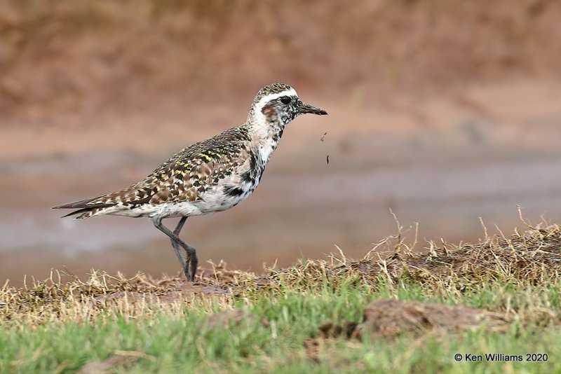 American Golden Plover, molting into breeding plumage, Tulsa Co, OK, 5-17-20, Jps_56708.jpg