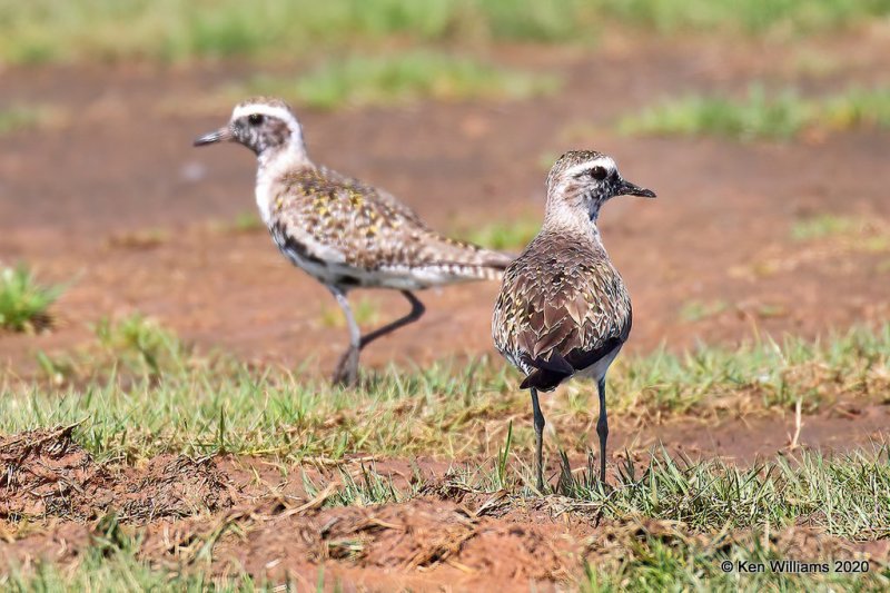 American Golden Plover, molting into breeding plumage, Tulsa Co, OK, 5-17-20, Jps_56799.jpg