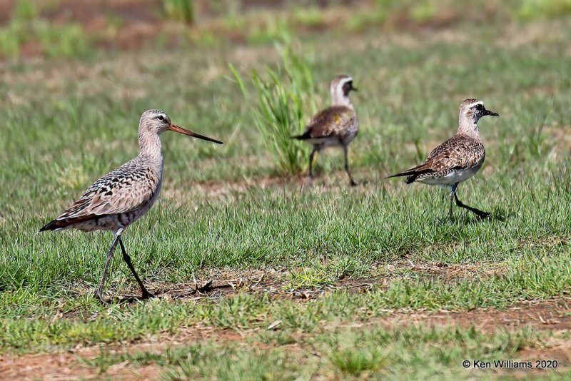 Hudsonian Godwit female, Tulsa Co, OK, 5-17, 20, Jps_56813.jpg