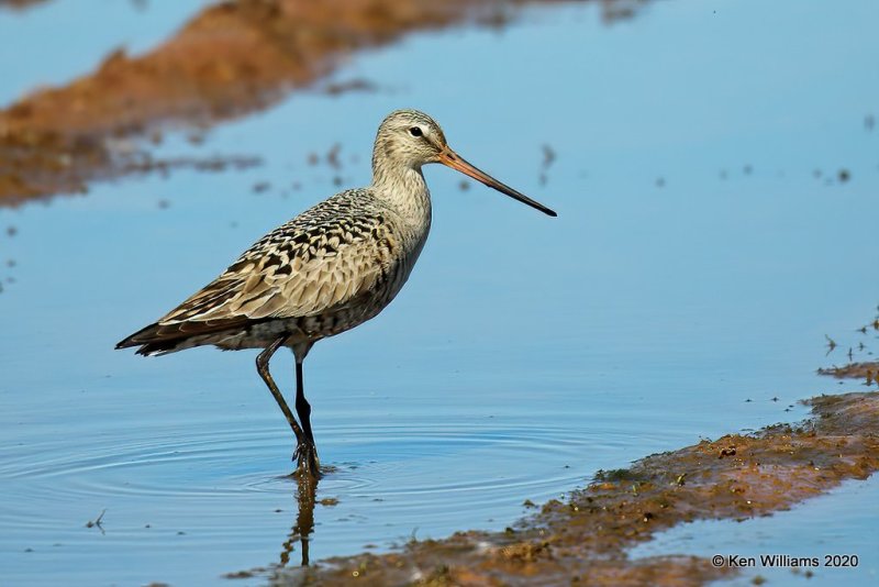 Hudsonian Godwit female, Tulsa Co, OK, 5-17, 20, Jps_56865.jpg