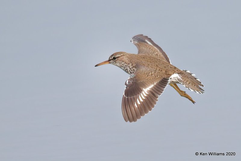 Spotted Sandpiper, Tulsa Co, OK, 5-16-20, Jps_56423.jpg